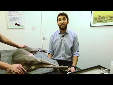 IMV imaging Small Animal Advanced Abdominal Ultrasound video 1 Introduction