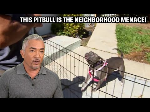 My Dangerous Stand Off With An Untamed Pitbull | Cesar 911 Throwbacks