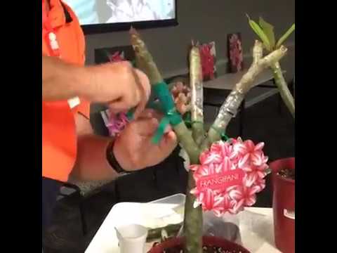 download lagu mp3 mp4 Www Frangipani, download lagu Www Frangipani gratis, unduh video klip Www Frangipani