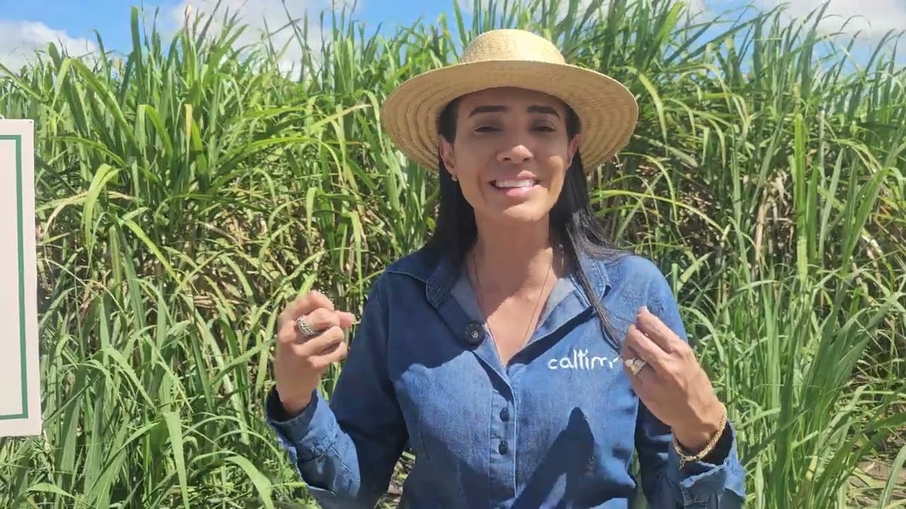 Bisturi Canavieiro aplica os produtos sólidos da Caltim no sulco da cana com maior profundidade
