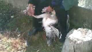 preview picture of video 'Armenia Vanadzor Kishlakh corporal punishment of turkey'