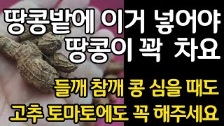 땅콩 빈 껍질 이것 때문이었다. 들깨 참깨 콩 심을때도  고추 토마토에도 꼭 해 주세요