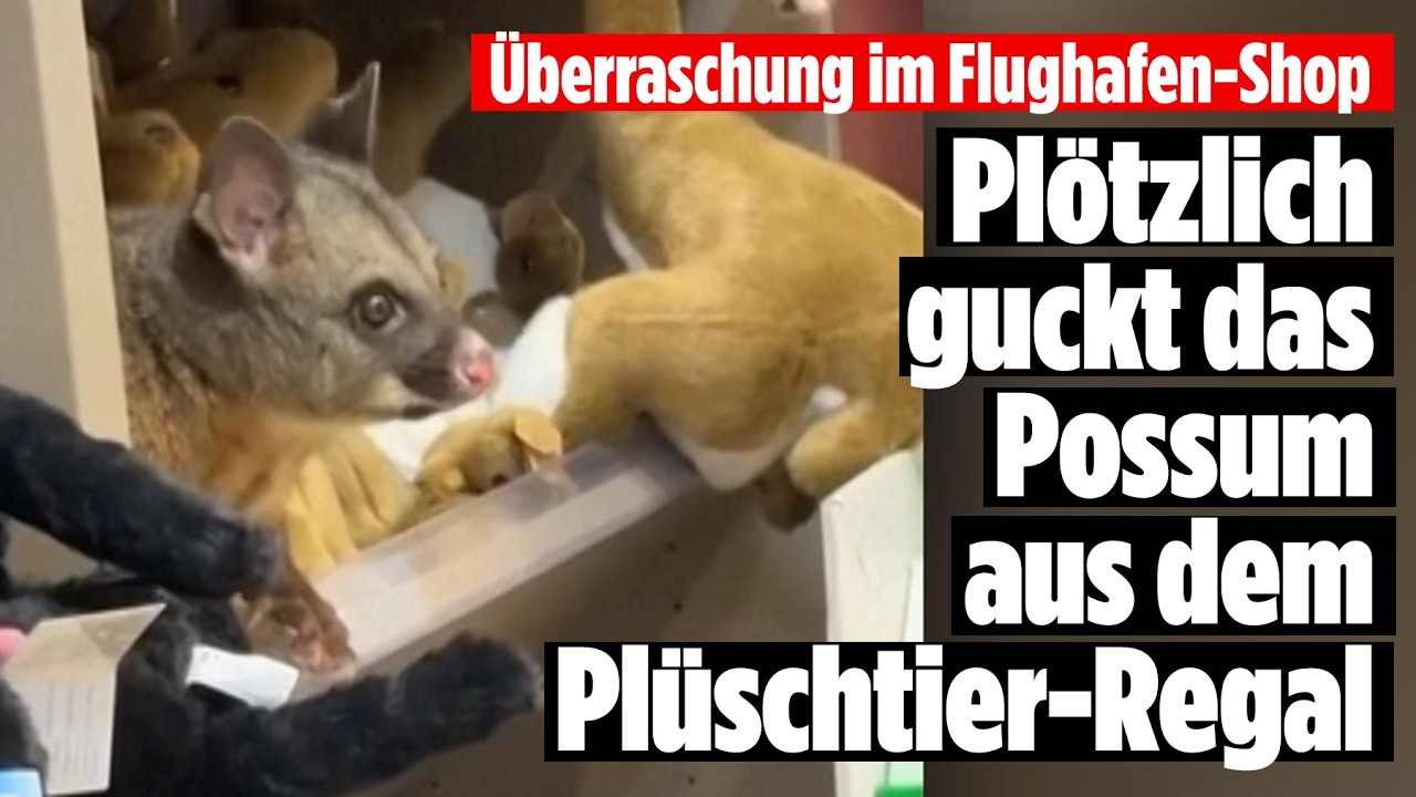 Possum tarnt sich im Flughafen-Shop als Souvenir! Kurioser Fund in Tasmanien!
