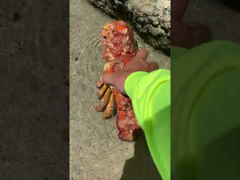 ハワイアンスリッパーロブスター - 世界で最も希少なロブスター!