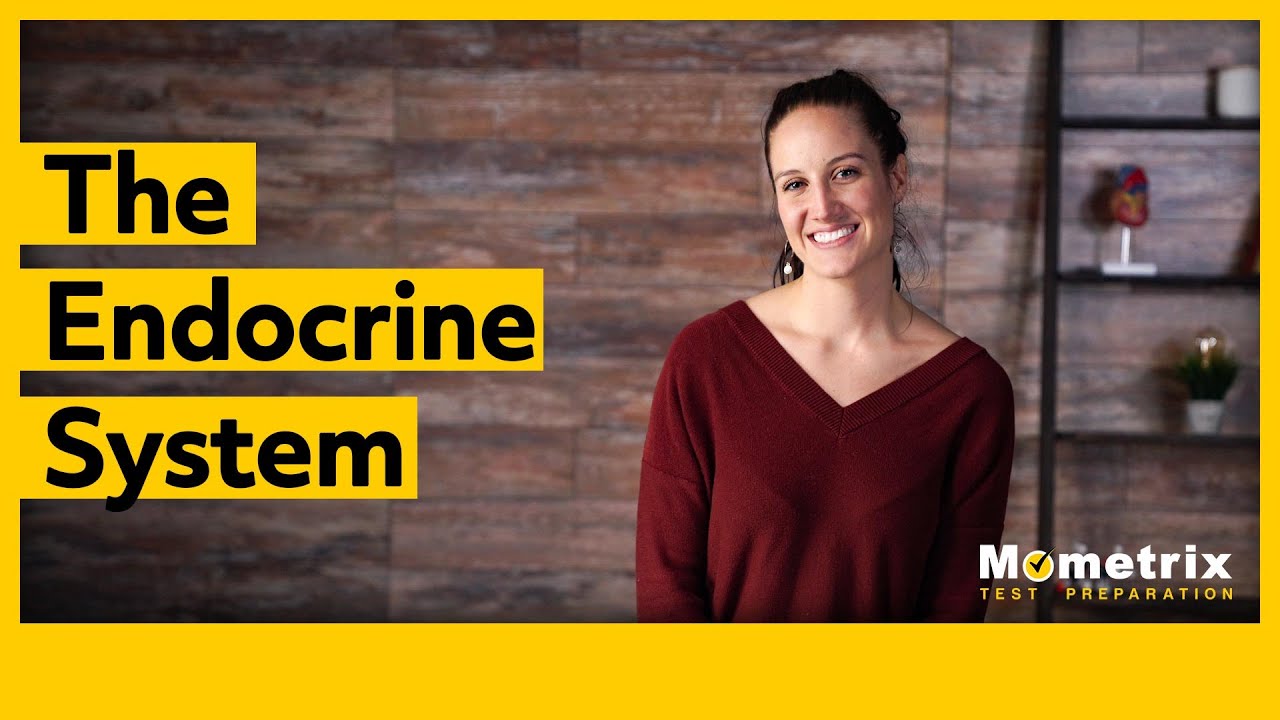 The Endocrine System