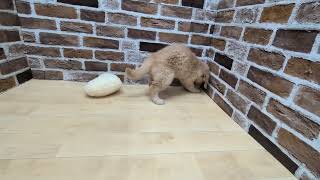 ゴールデンレトリバーの動画01