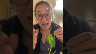 Let's combine botany and zero waste living!