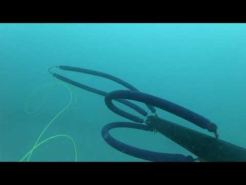 testing El Greco 100cm on king Fish.