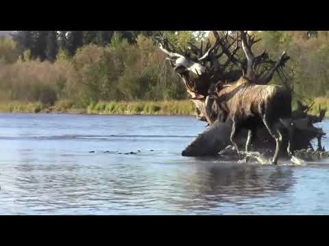 2019 Self Guided Alaska Moose Hunt With Willow Air