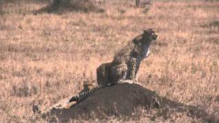 Ghepardo - Serengeti/Tanzania