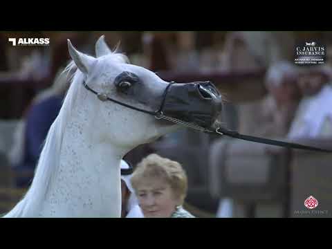 N 173 NOFT AL NAYFAT   Katara Int  Arabian Horse Festival 2023   Mares 11+ Years Old Class 9
