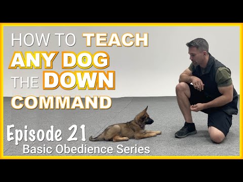 How to Teach ANY Dog to Lie Down on Command. Episode 21