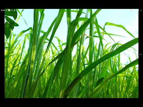 As partes secas na Alagoa parque de Conceição das Alagoas mg 