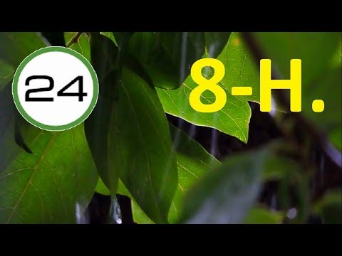 RAIN SOUND to SLEEP 8 HOURS🌳💧☔ Relaxing Soft and NO Thunder Under Tree Leaves