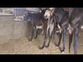 Horse Meeting Time Horse