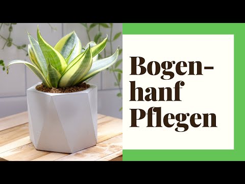 Bogenhanf Pflege – Das müssen Sie beachten