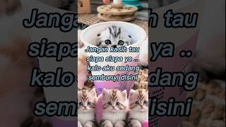 Download lagu Kucing lucu | status wa | quotes kitty #cat #kitten mp3