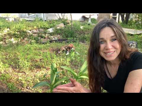 How to Move the Milkweed Plant - Monarch Butterfly// From Campbell’s Freedom Farm