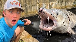 Abandoned Fish FOUND Living in BLACK MUD POND!