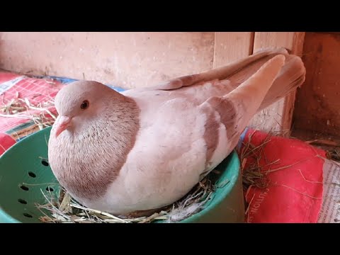 2020-04-12 Afternoon, fix wood to door and continued trying to make an Andalusian pigeon