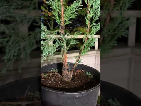Lawson cypress pre-bonsai update 2019-10-05