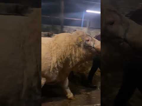 2 Pedigree Charolais Bulls For Sale - Image 2