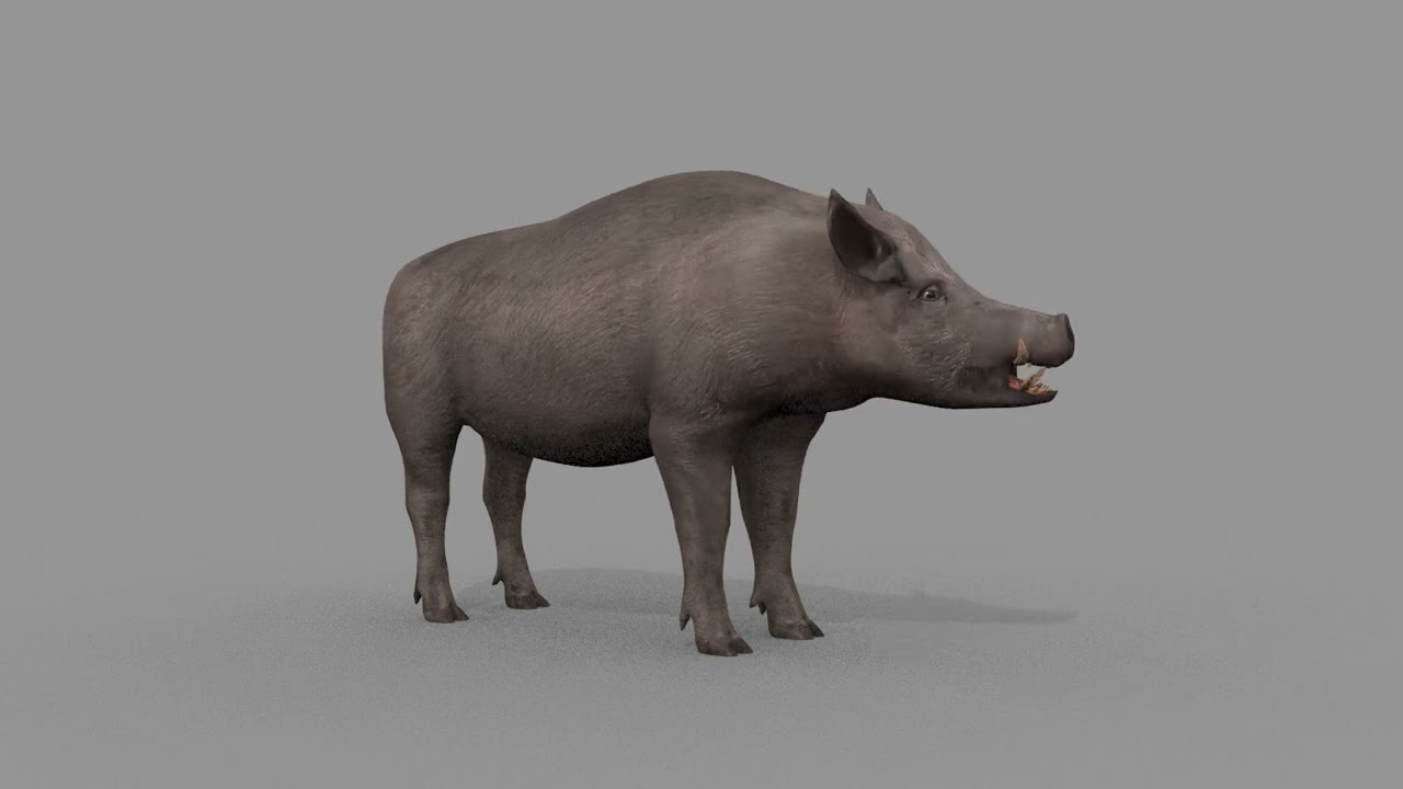 Boar Javali attacker pig - animated 3d fur model 3D Model