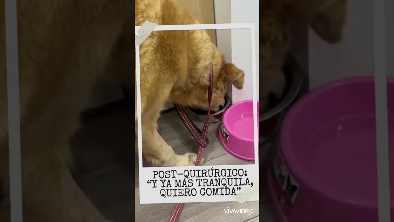 Video de D&C Vet Care