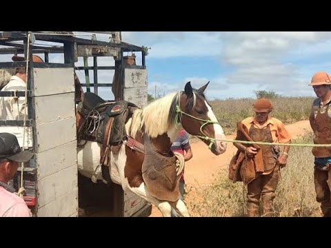 MAIS UMA JORNADA MAIS UMA PEGA DE TOURO NA FAZENDA EM CUBATI PARAÍBA COM ZÉ DE VICENTEe