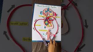 Blood circulation working model school project #schoolproject #scienceproject