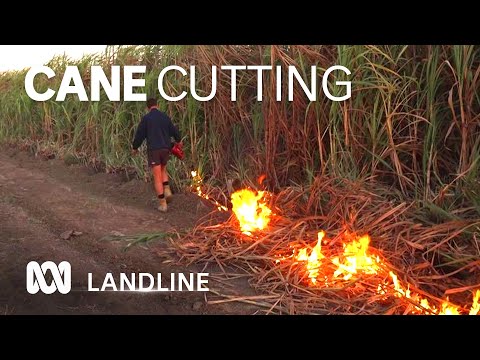 Despite industrial action and factional disputes sugar cane's future looks sweet 🍬 | ABC Australia