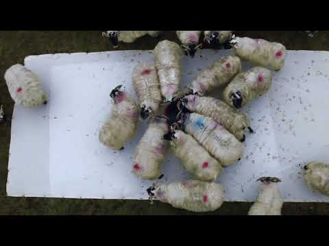 Leaning into the Wind: Andy Goldsworthy / Thomas Riedelsheimer 2017 / Germany