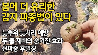 봄에 더 유리한 감자 파종법이 따로 있다. 늦추위 늦서리 예방. 두줄 재배의 숨겨진 비밀. 선파종 후멀칭