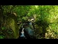 Cascading Waterfall's in a Green Forest 4K  | 10 hrs of immersive relaxation