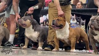 The Most EXTREME Bully Stack Off - 2026 - ABKC Jacksonville Bully Showdown 6