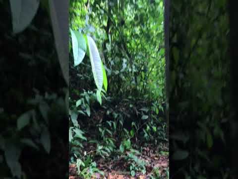 Dos bocas de Aguirre puntarenas