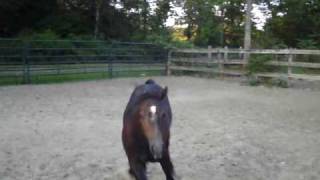 preview picture of video 'Molly and Gracie 2009 twin fillies Only By RSVP'