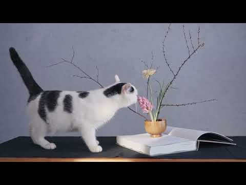 Flowers are blooming (official mood video)