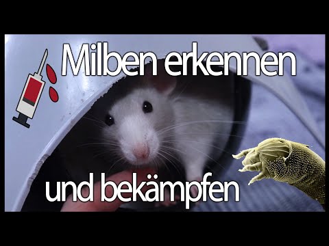, title : 'Milben bei Ratten | Erkennen und Bekämpfen'