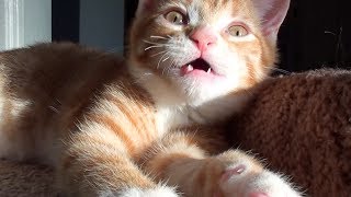 The Best Sound In The World = Cat Purrs