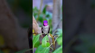Enjoy the beautiful sound of bird #birds#birdsounds#birdslover#birdsong#beautiful#beauty