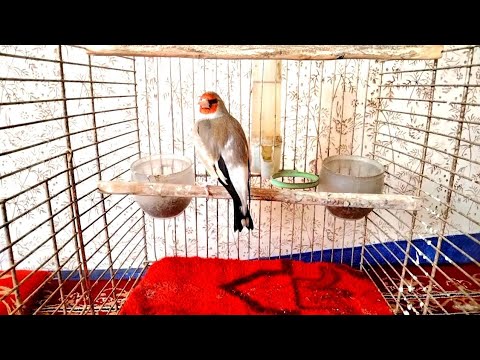Legendary Goldfinch singing in room