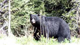 preview picture of video 'Large Black Bear on Mission Mountian  Lillooet'