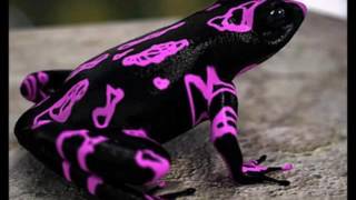 Psychedelic Frog Trip Simulation ( 5-MeO-DMT) - Isochronic Tones