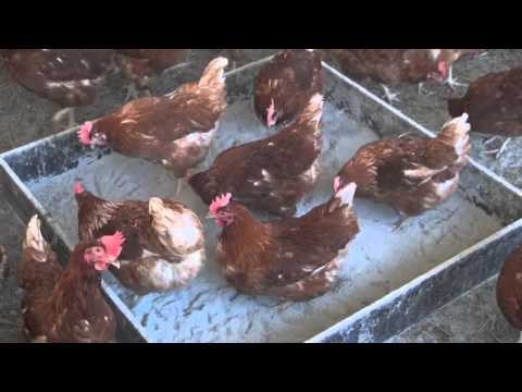 Milbenschutz mit Cumbasil® Mite - Chemielose Milbenregulation - Milben bekämpfen, Rote Vogelmilbe