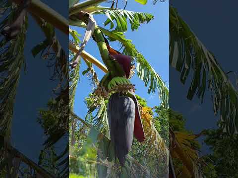 家のエキゾチックな植物 – バナナの木について知っておくべきことすべて  庭園