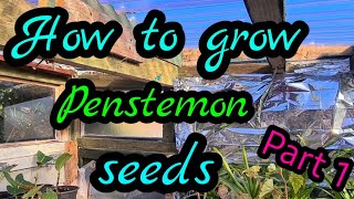 How to grow penstemon from seed part  1 Guaranteed results every time