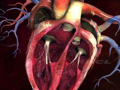 HCL Learning | Structure of the Human Heart
