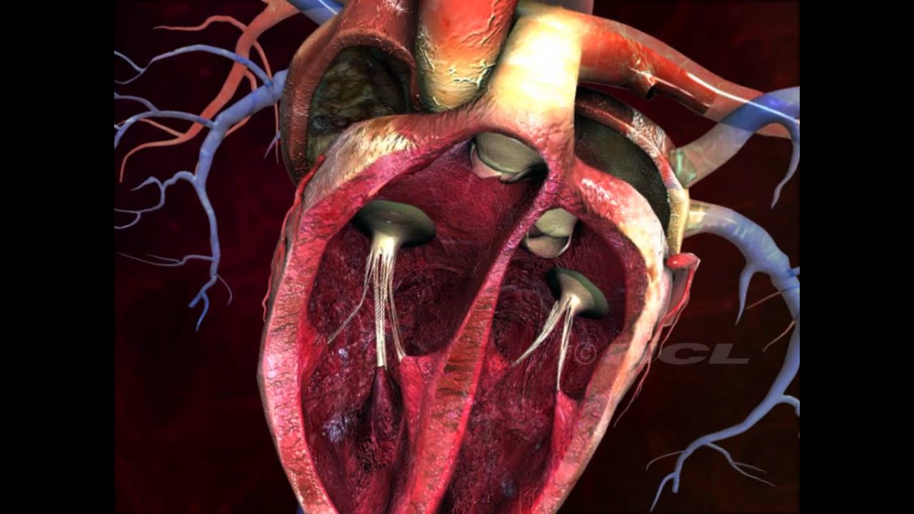 HCL Learning | Structure of the Human Heart