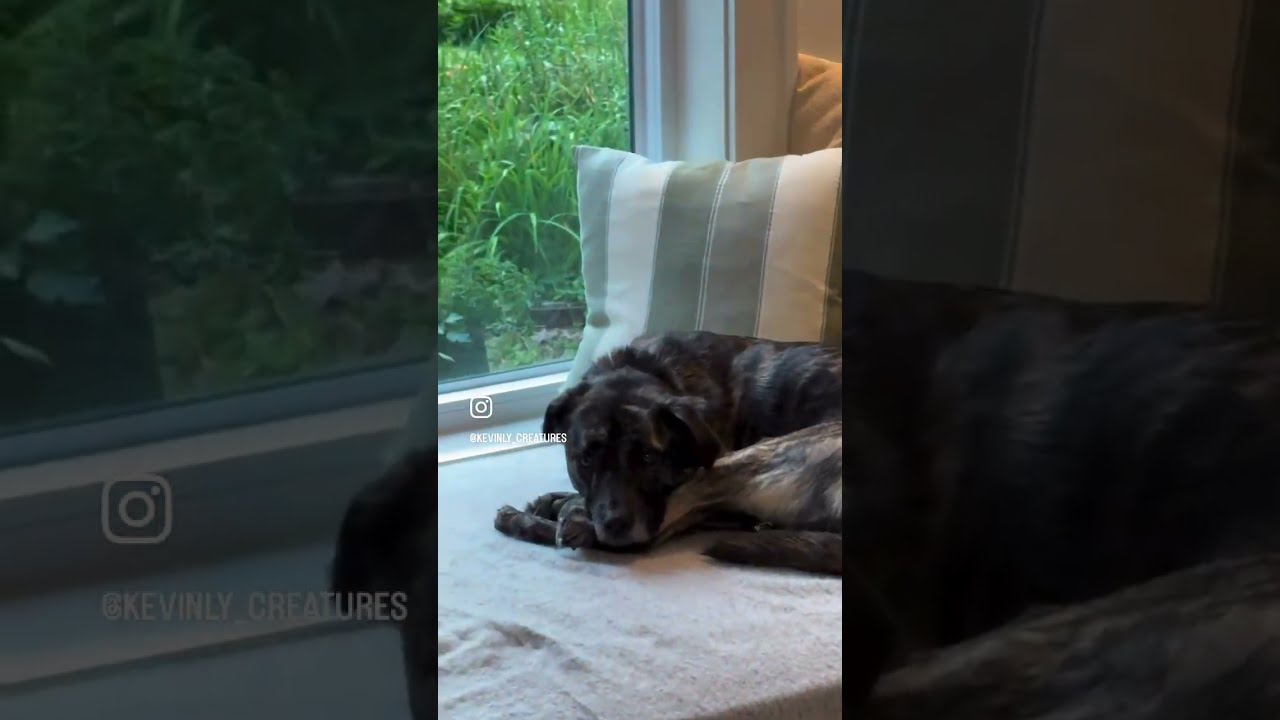 Enlarge Eartha, a Adoptable mixed breed in Woodstock, NY video 6/6